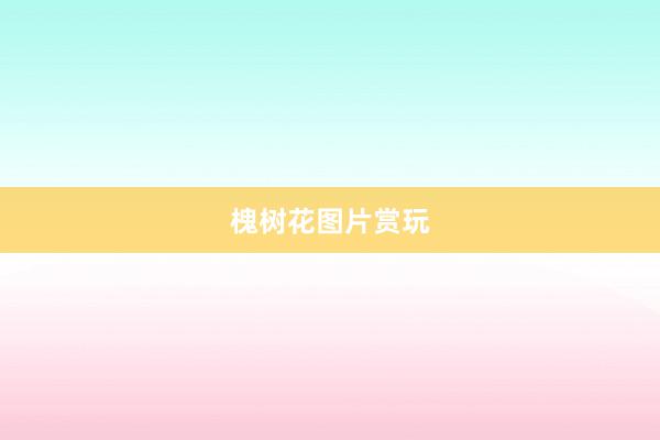 槐树花图片赏玩